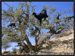 Maroko, Drzewo, Kozy