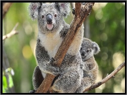 Drzewo, Koala, Miś, Małe