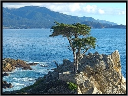 Morze, Drzewo, Atrakcja Lone Cypress, Skała, Kalifornia, Stany Zjednoczone, Pebble Beach, Cyprys wielkoszyszkowy, Zatoka Monterey
