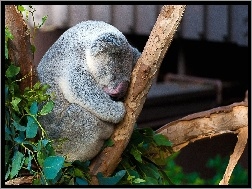 Drzewo, Miś, Śpiący, Koala