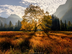 Drzewo, Wiąz, Park Narodowy Yosemite, Dolina, Drzewa, Las, Jesień, Kalifornia, Stany Zjednoczone, Trawa, Góry, Promienie słońca