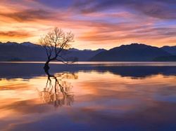 Odbicie, Drzewo, Jezioro Wanaka, Nowa Zelandia, GóryZachód słońca