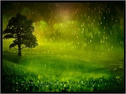 Trawa, Drzewo, Deszcz