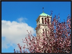 Drzewo, Kościoła, Wieża, Kwitnące