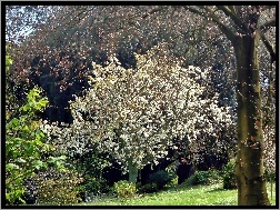 Drzewo, Park, Wiosna, Kwitnące