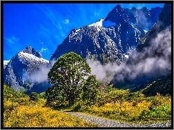 Drzewo, Mgła, Góry, Nowa Zelandia, Droga