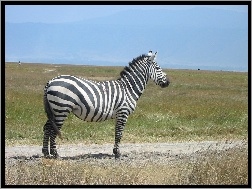 Duża, Zebra
