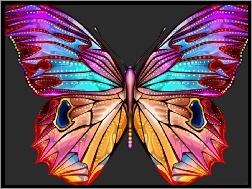 Motyl, Duży, Kolorowy