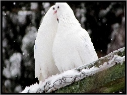 Śnieg, Białe, Dwa, Gołębie