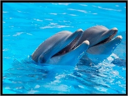 Delfiny, Dwa, Roześmiane