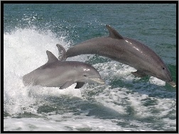 Delfiny, Dwa, Szare
