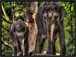 Drzewa, Dwa, Słonie