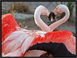 Flamingi, Dwa, Różowe