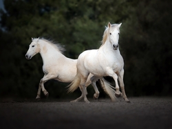 Konie, Dwa, Białe