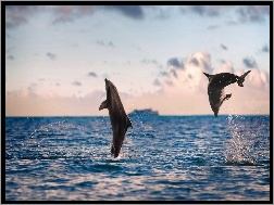 Morze, Dwa, Delfinki