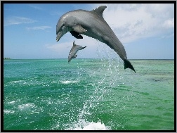Morze
, Dwa, Delfiny