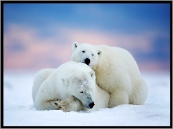 Śnieg, Niedźwiedzie, Dwa, Polarne