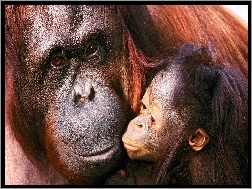 Dwa, Orangutany