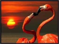 Pocałunek, Dwa, Flamingi