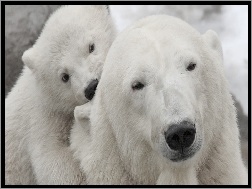 Polarne, Dwa, Niedźwiedzie