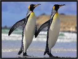 Przyjaźń, Dwa, Pingwiny
