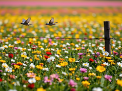 Łąka, Dwa, Ptaki, Ogrodzenie, Kwiaty