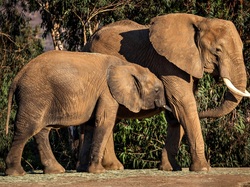 Słoniątko, Dwa, Słonie