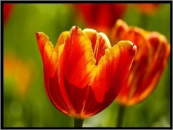 Tulipany, Dwa, Czerwonożółte