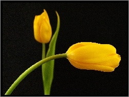 Tulipany, Dwa, Żółte