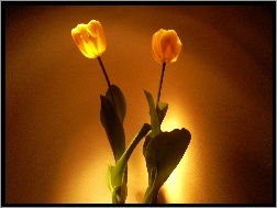 Tulipany, Dwa, żółte