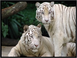 Tygrysy, Dwa, Białe