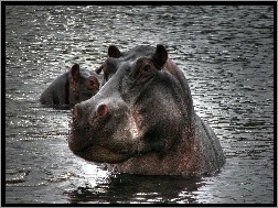 Woda, Dwa, Hipopotamy