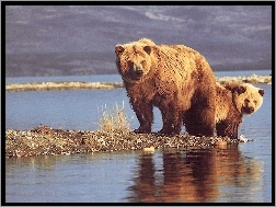 Woda, Dwa, Niedźwiedzie