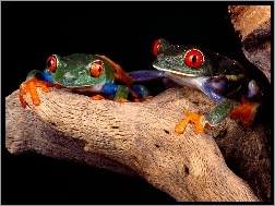 Żabki, Dwie, Kolorowe
