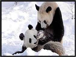 Śnieg, Dwie, Pandy