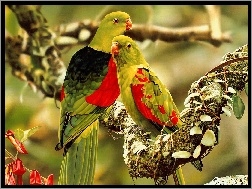 Papugi, Dwie, Kolorowe