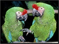 Papugi, Dwie, Zielone