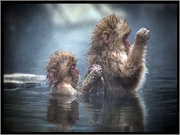 Woda, Dwie, Małpki