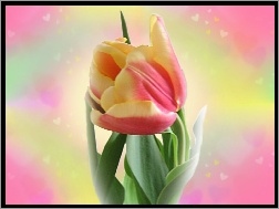 Dwukolorowy, Tulipan