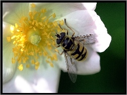 Pszczoła, Dzika, Róża
