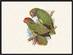Edward Lear, Zielone, Dwie, Papugi
