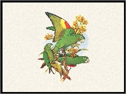Edward Lear, Zielone, Papugi