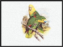 Edward Lear, Żółte, Papugi, Zielone, Głowy