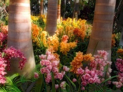 Orchidea, Egzotyczny, Park