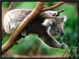 Eukaliptus, Koala, Miś, Pożywienie