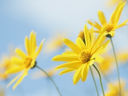 Euryops pectinatus, Żółte, Kwiaty