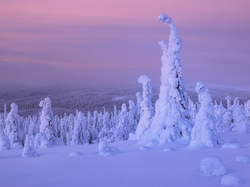 Finlandia, Drzewa, Śnieg, Zima, Rośliny