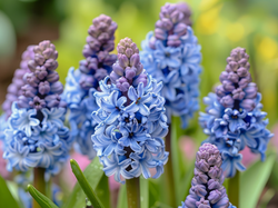 Fioletowe, Niebieskie, Hiacynty