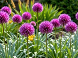 Zielone, Fioletowe, Kuliste, Liście, Kwiaty