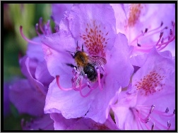 Pszczoła, Fioletowe, Kwiaty